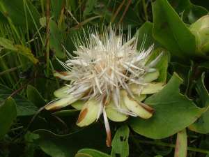 A protea plant
