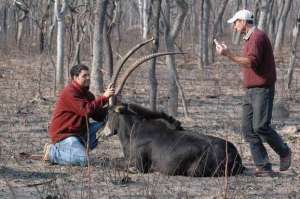 Pete and Pedro with another bull.