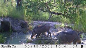 Young warthogs