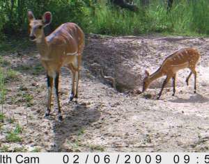 Bushbuck mother and calf