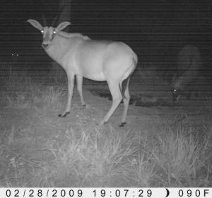 Young hybrid female (photo taken by the Stealthcam).