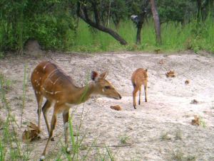 Bushbuck mother and calf.