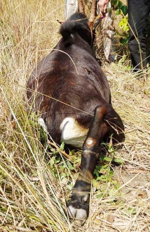 A snare injury on the bull's leg; Uma ferida de armadilha na pata do macho