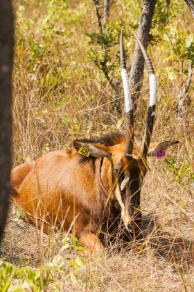 First animal darted in Luando this year was an old female; primeiro animal capturado este ano no Luando foi uma fêmea velha