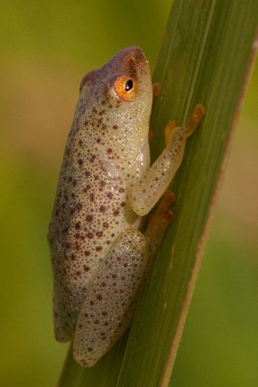 Possibly long reed frog Hyperolius nasutus... Possivelmente rela-de-nariz-afiado Hyperolius nasutus