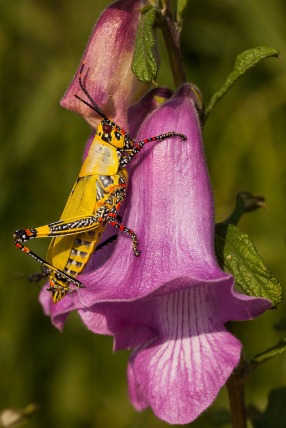 A stunning grasshopper on lilac flower; Um gafanhoto fantástico numa flor lilás.