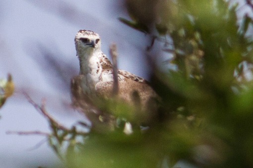 Juvenile martal eagle; Águia-marcial juvenil.