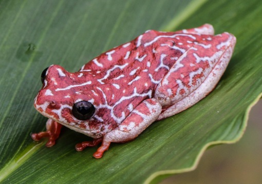 The angolan reed frog is the commonest amphibian in Cangandala; A rela-de-angola é o anfíbio mais comum na Cangandala.