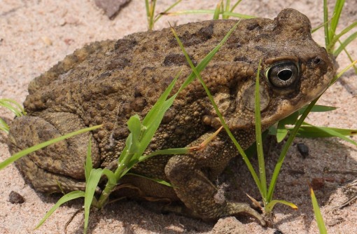 Flat-backed toad; Sapo-de-costas-achatadas.