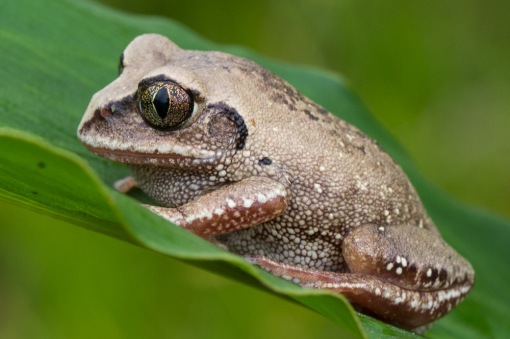 A bocage's tree frog; Uma rela-de-bocage.
