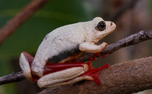 Another colour form of Angolan reed frog; Outra coloração da rela-de-angola