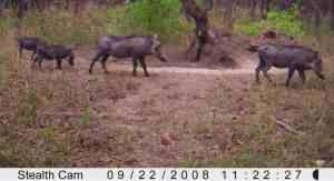 Warthogs taken on the stealth-cam.