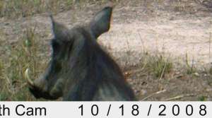 Warthog recorded on the Stealth cam