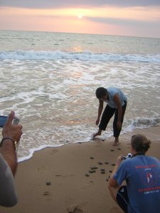 Releasing hatched baby turtles rescued from an unsafe nest